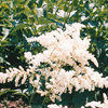 Astilbe arendsii