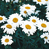 Chrysanthemum X superbum