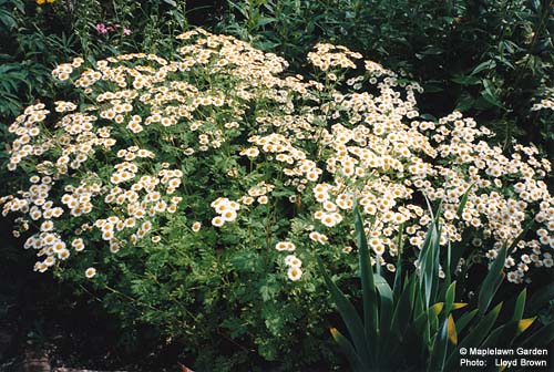 Chrysanthemum parthenium