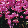 Dianthus gratianopolitanus