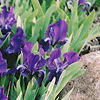 Iris pumilla 
