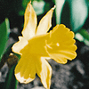 Narcissus hybrids