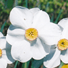 Narcissus hybrids