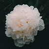 Paeonia hybrids