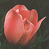 Tulips Darwin hybrids 