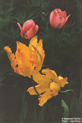 Tulips Darwin hybrids 
