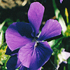 Viola labradorica 